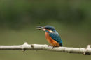 06-6921 Kingfisher (Alcedo atthis) with Fish.